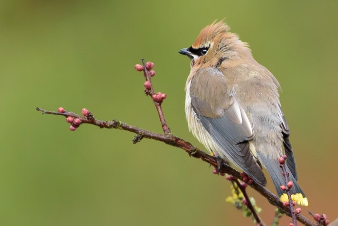 Cedar Waxwing Perched on a Twig with Flower Buds