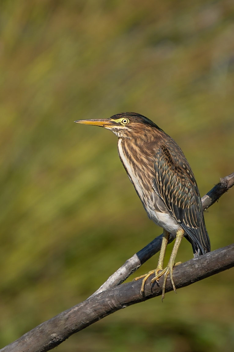 A juvenile Green Heron is perched on a fallen tree limb over the water in the wetlands of Mercer Slough at Lake Washington.