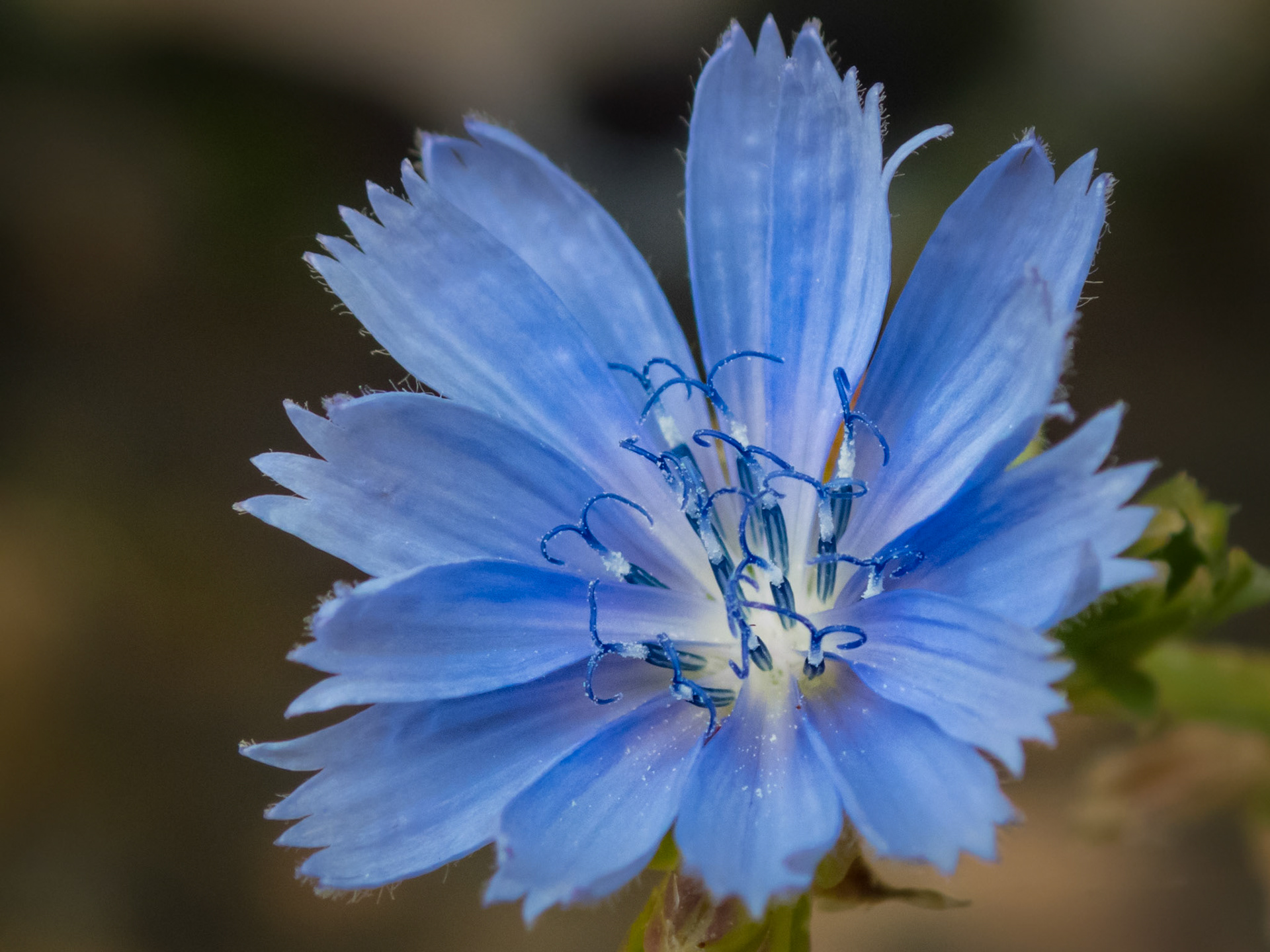 Chicory wildflowers grow along the banks of the Deschutes River in Oregon.