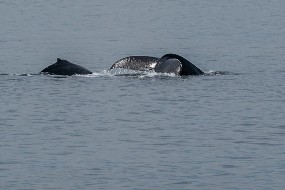 Humpback Whale Mother Teaching Calf to Dive
