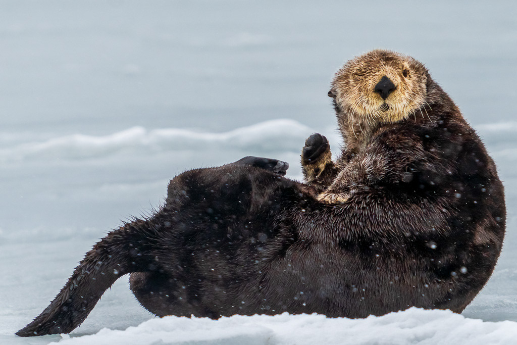 Sea Otter Waving Hello