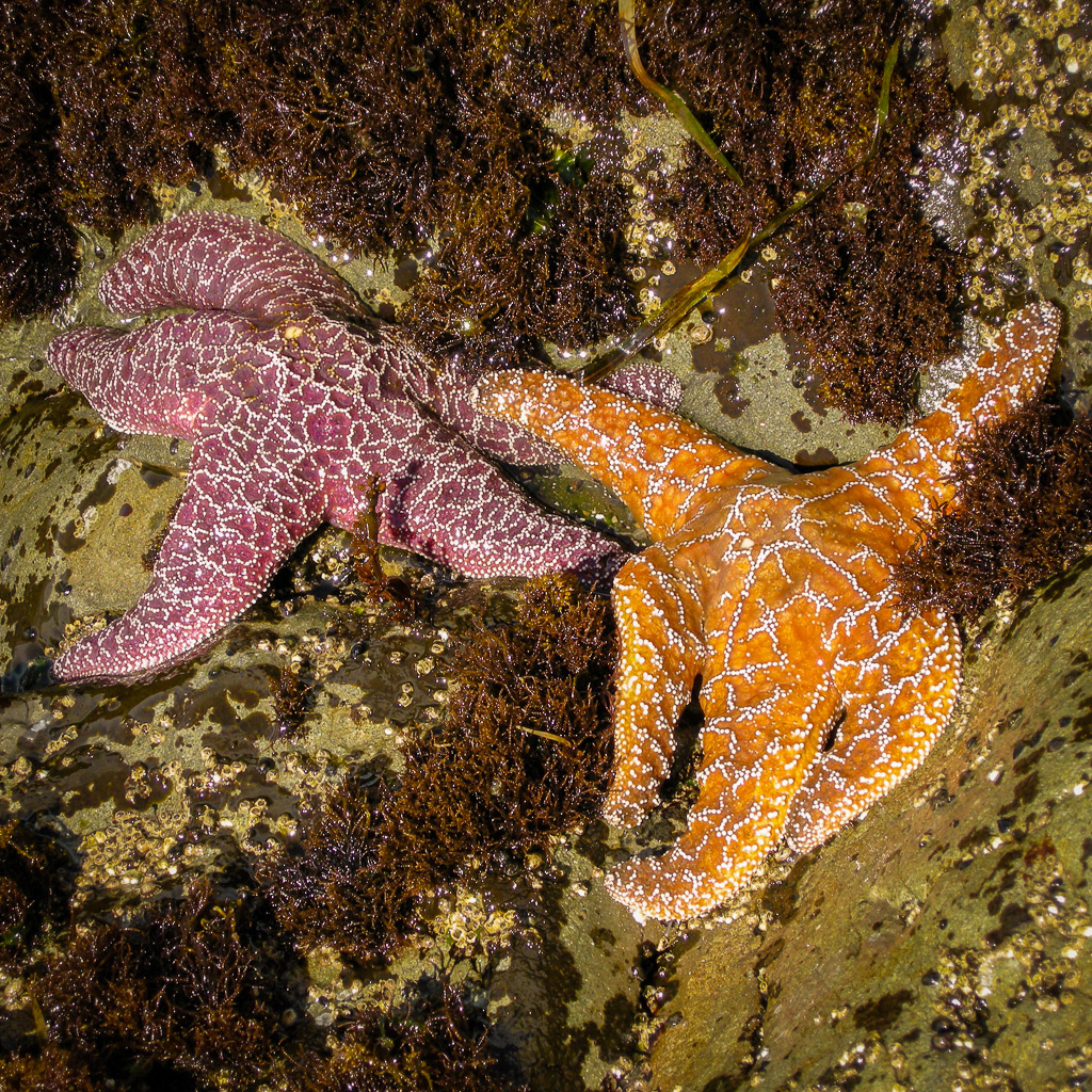 Purple and Orange Seastars are Friends