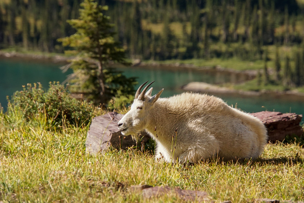 Resting Mountain Goat at Hidden Lake