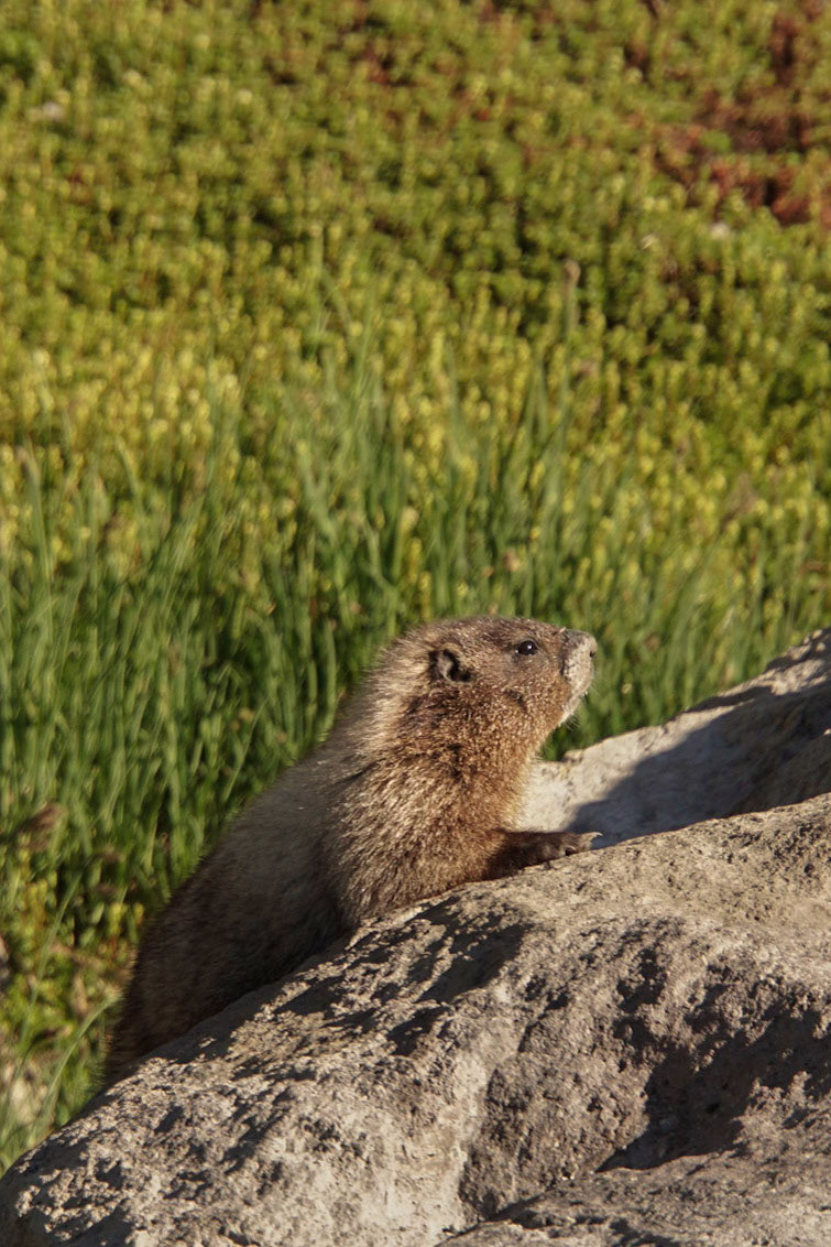Juvenile Hoary Marmot on a Rock at Mount Rainier National Park