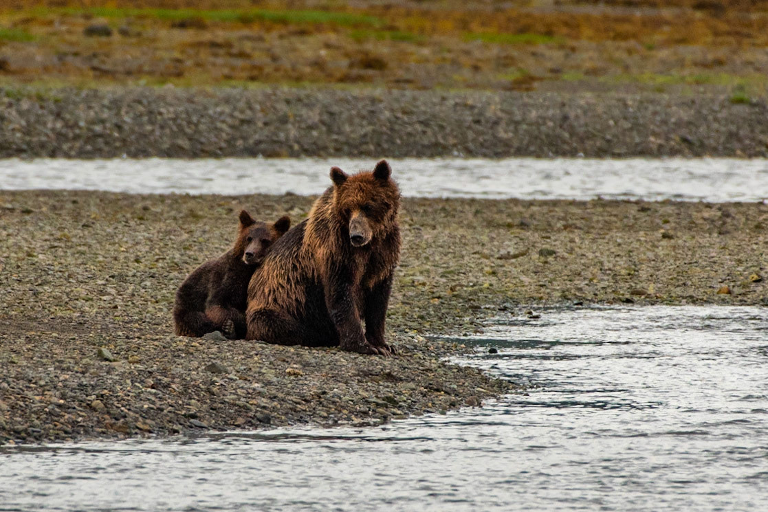 Brown Bear Sow and Juvenile Waiting for High Tide at Pack Creek