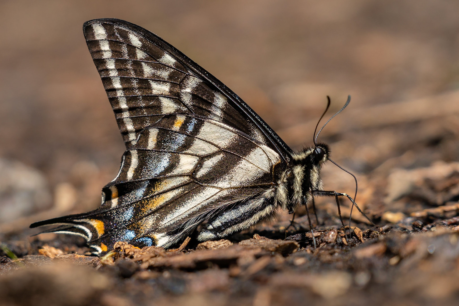 A male Pale Swallowtail butterfly collecting nutrients from soil at Little Kachess Lake in Washington.