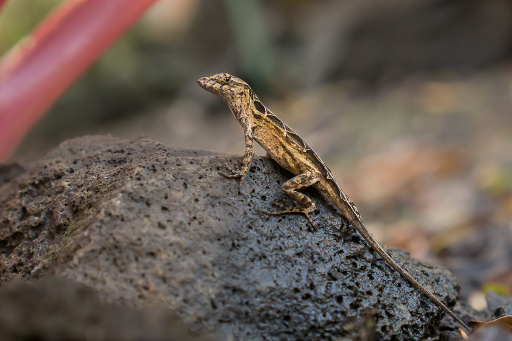 Brown Anole Female in Garden on Kauai