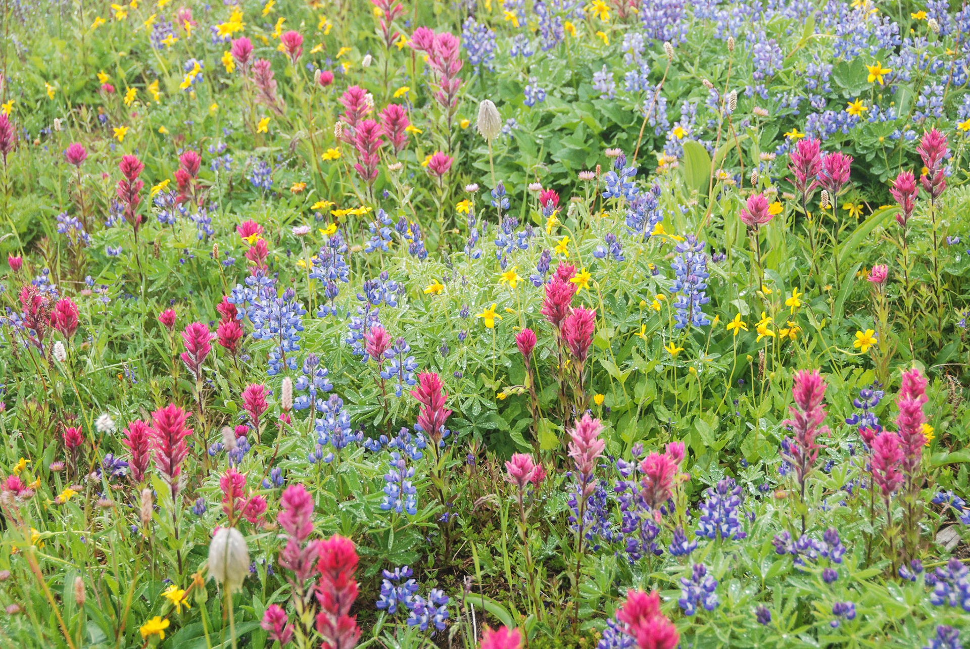 Wildflowers at Mount Rainier National Park