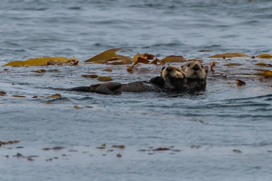 A sea otter mom holds her pup afloat and anchors in a bed of giant kelp to avoid ocean currents.