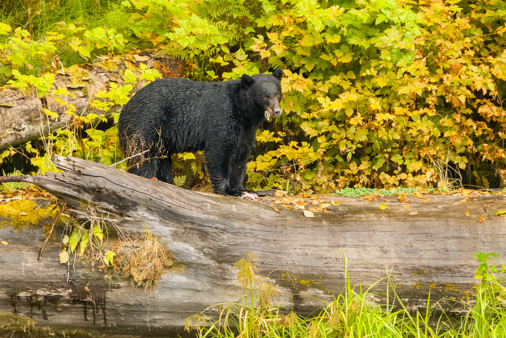 Black Bear on Queets River