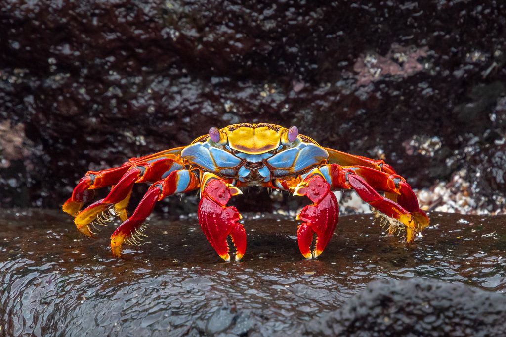 Sally Lightfoot Crab on Lava Rock in Galapagos