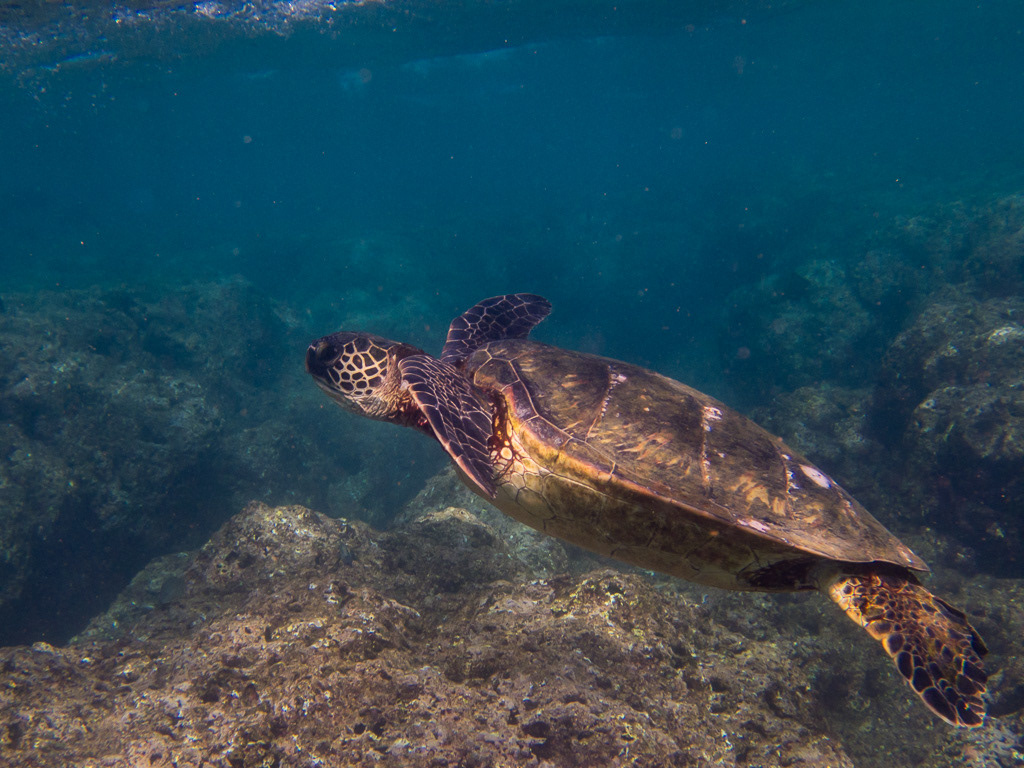 Green Sea Turtle Underwater in Kauai