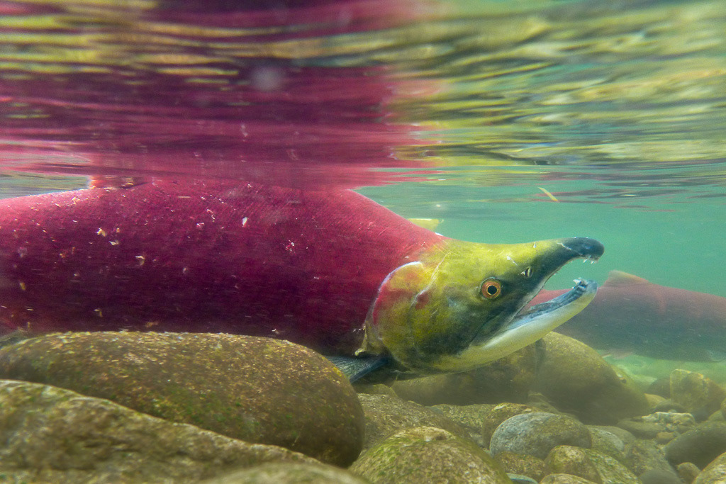 Male Sockeye Salmon Underwater
