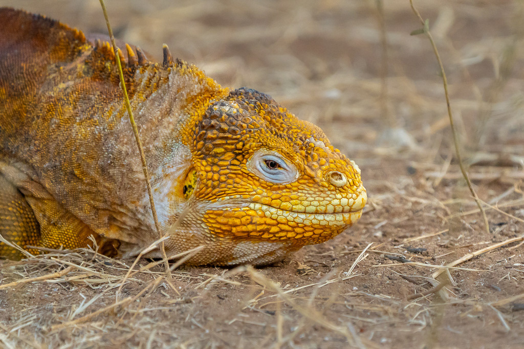 Land Iguana on Santa Cruz Island of Galapagos