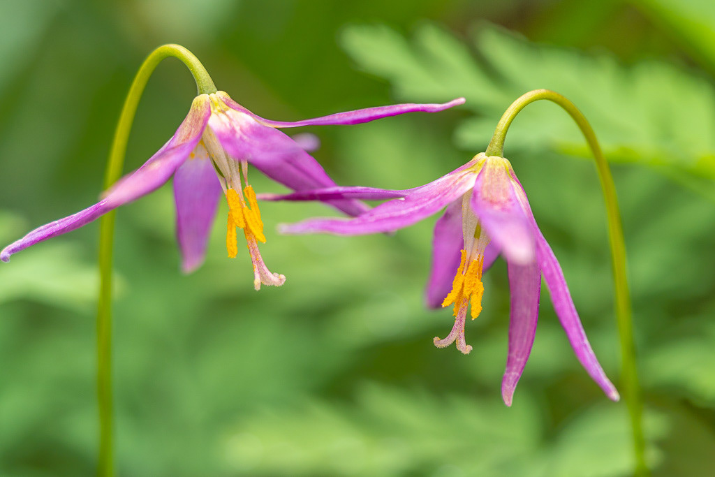 Pink Fawn Lily in Forested Wetland