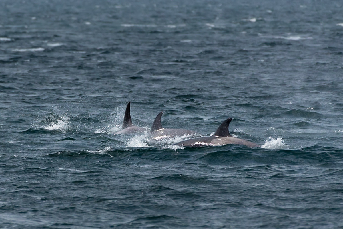 A pod of orcas (killer whales) is hunting in Puget Sound near Seattle, Washington.