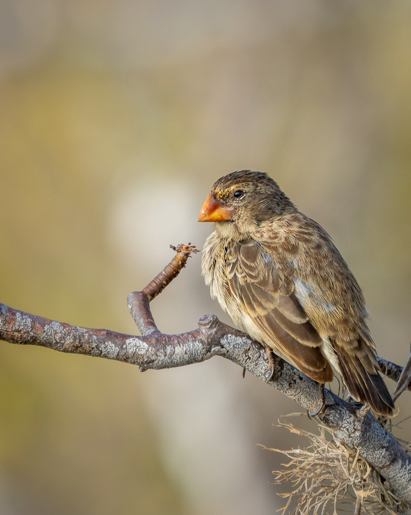 Darwin's Medium Ground Finch in Galapagos
