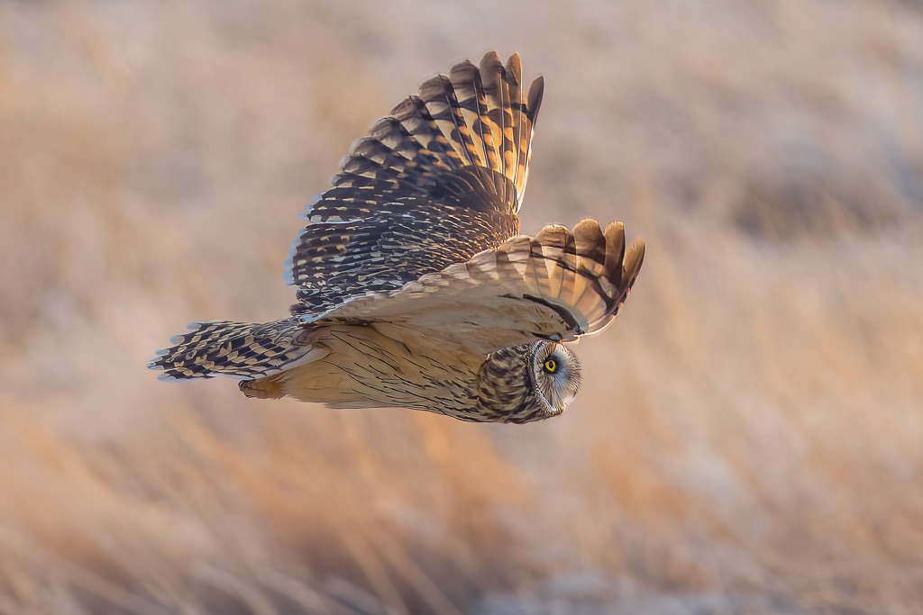 Short-eared Owl Hunting at Dawn
