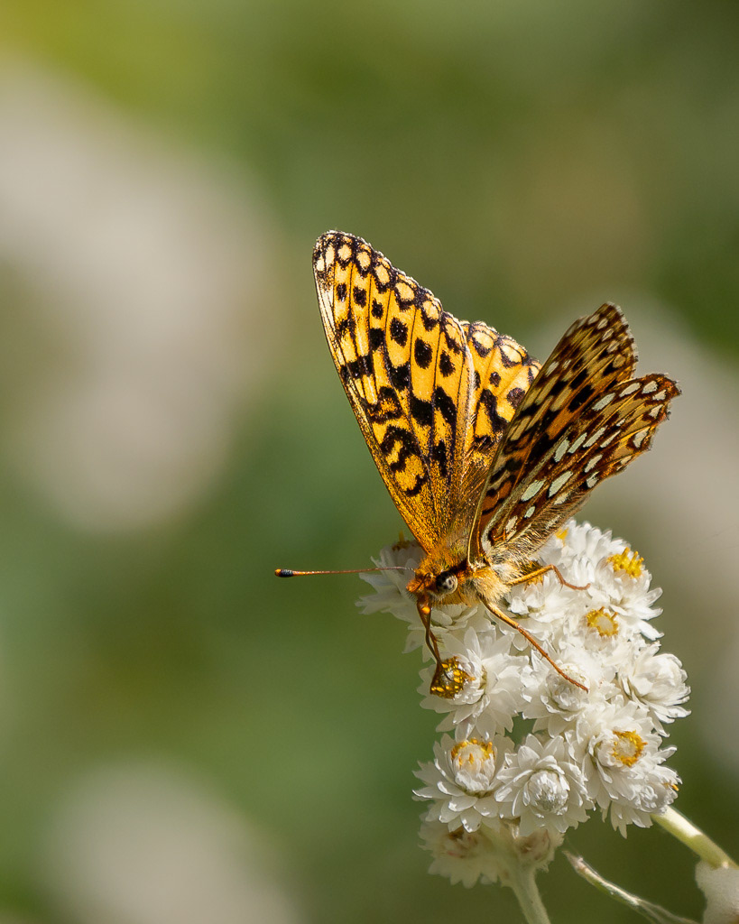 Northwestern Fritillary Butterfly on Pearly Everlasting Wildflower