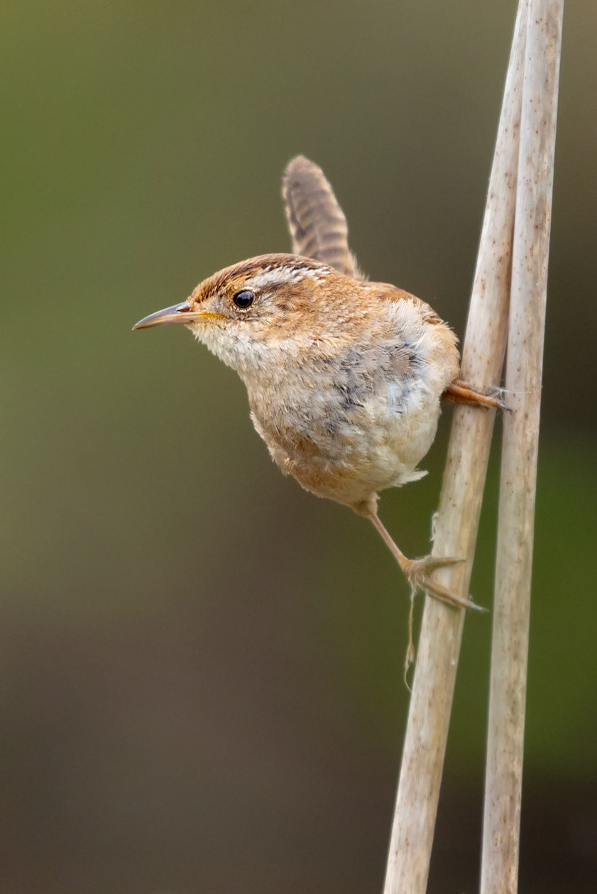A marsh wren clings to a slender reed in a wetland at the Skagit River delta in Washington State.