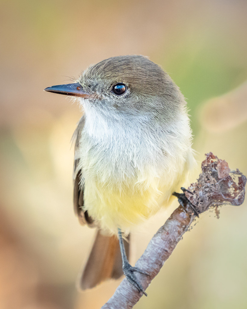 Galapagos Flycatcher in Morning Sun