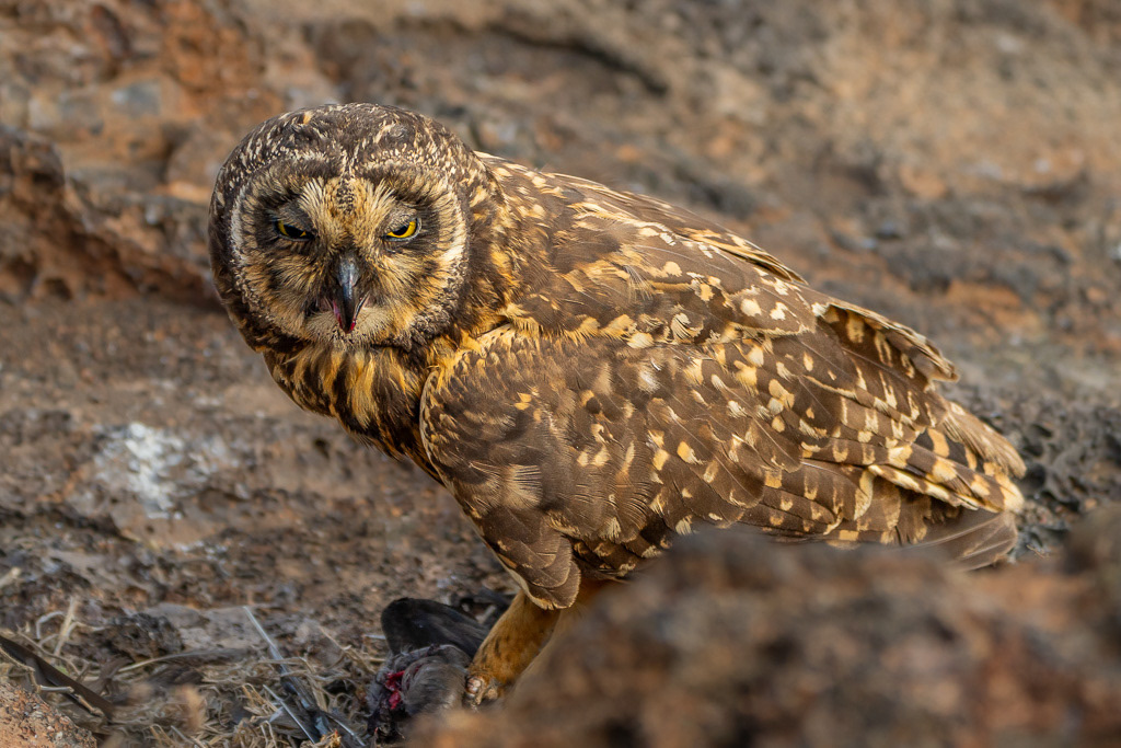 Galapagos Short-eared Owl with Prey