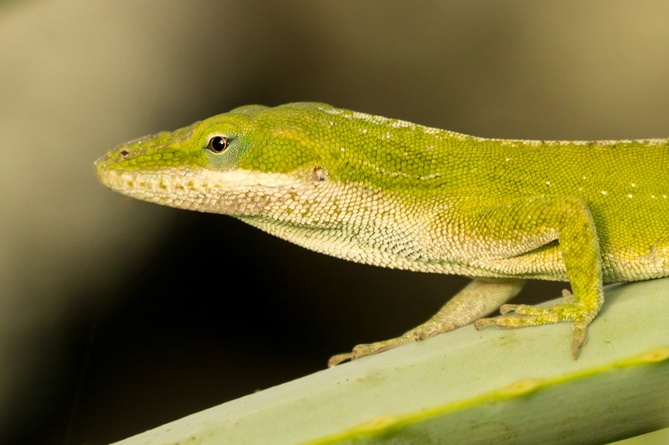 Close-up image of a Green Anole lizard in Hawaii.