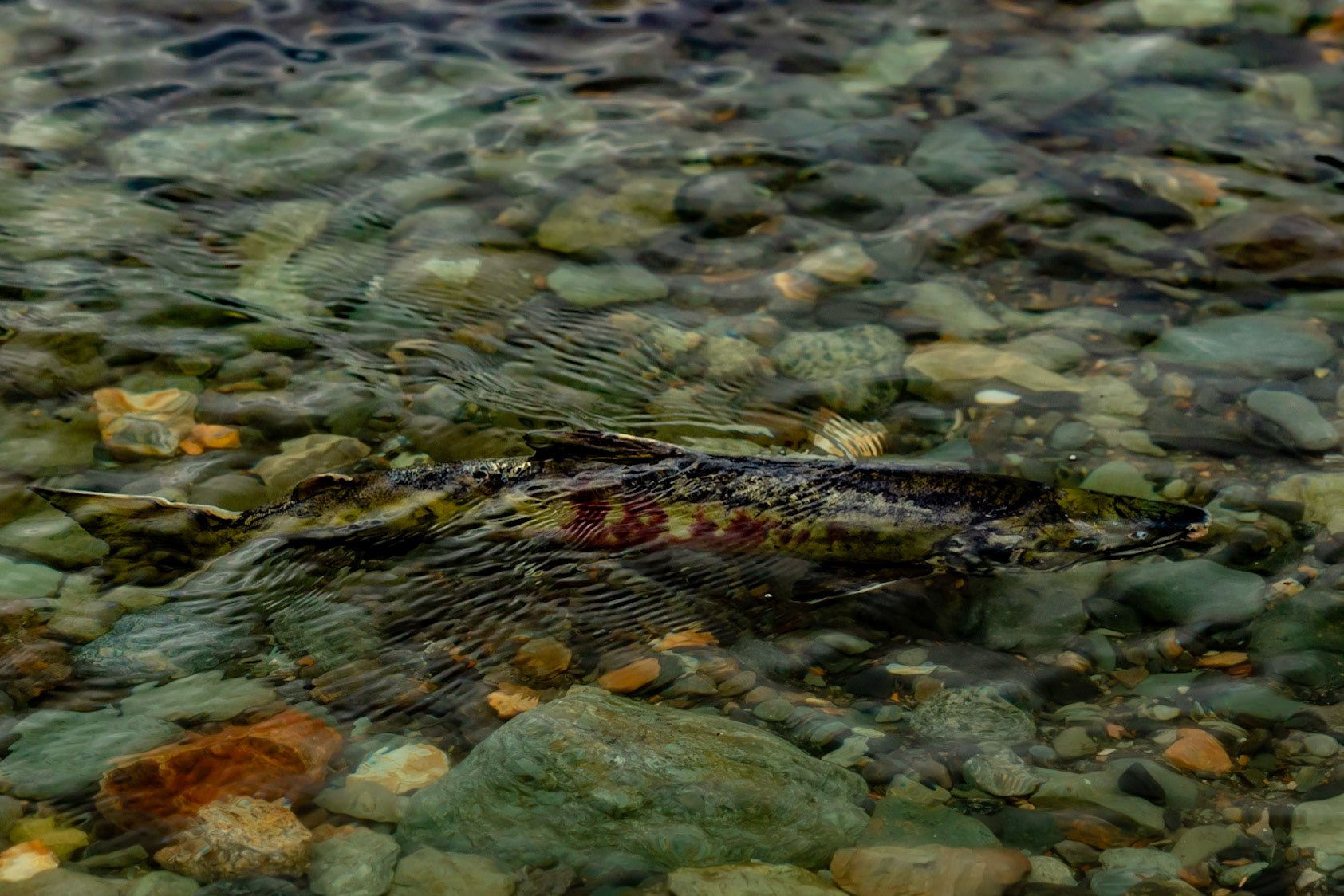 A male chum salmon holds position over gravel in an Alaskan stream.