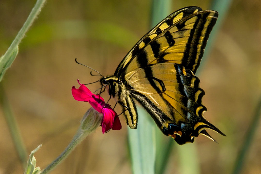 Profile of Western Tiger Swallowtail