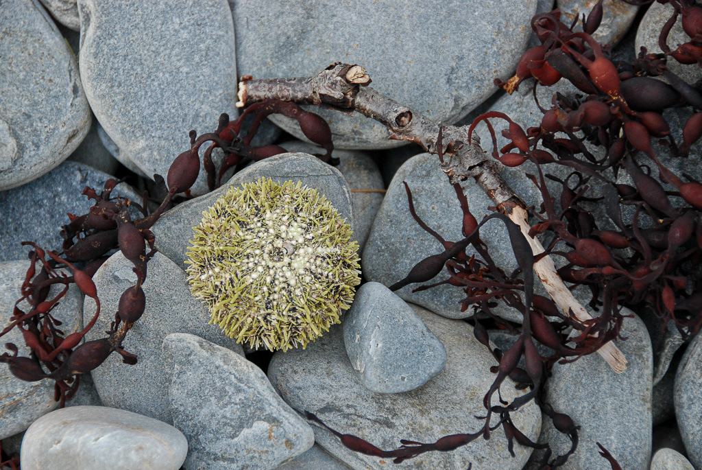 Urchin and Kelp on Beach in Norway
