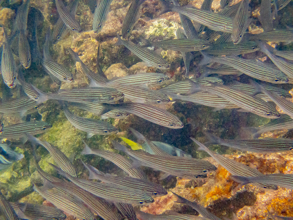 Black-striped Salema Fish in Galapagos Islands