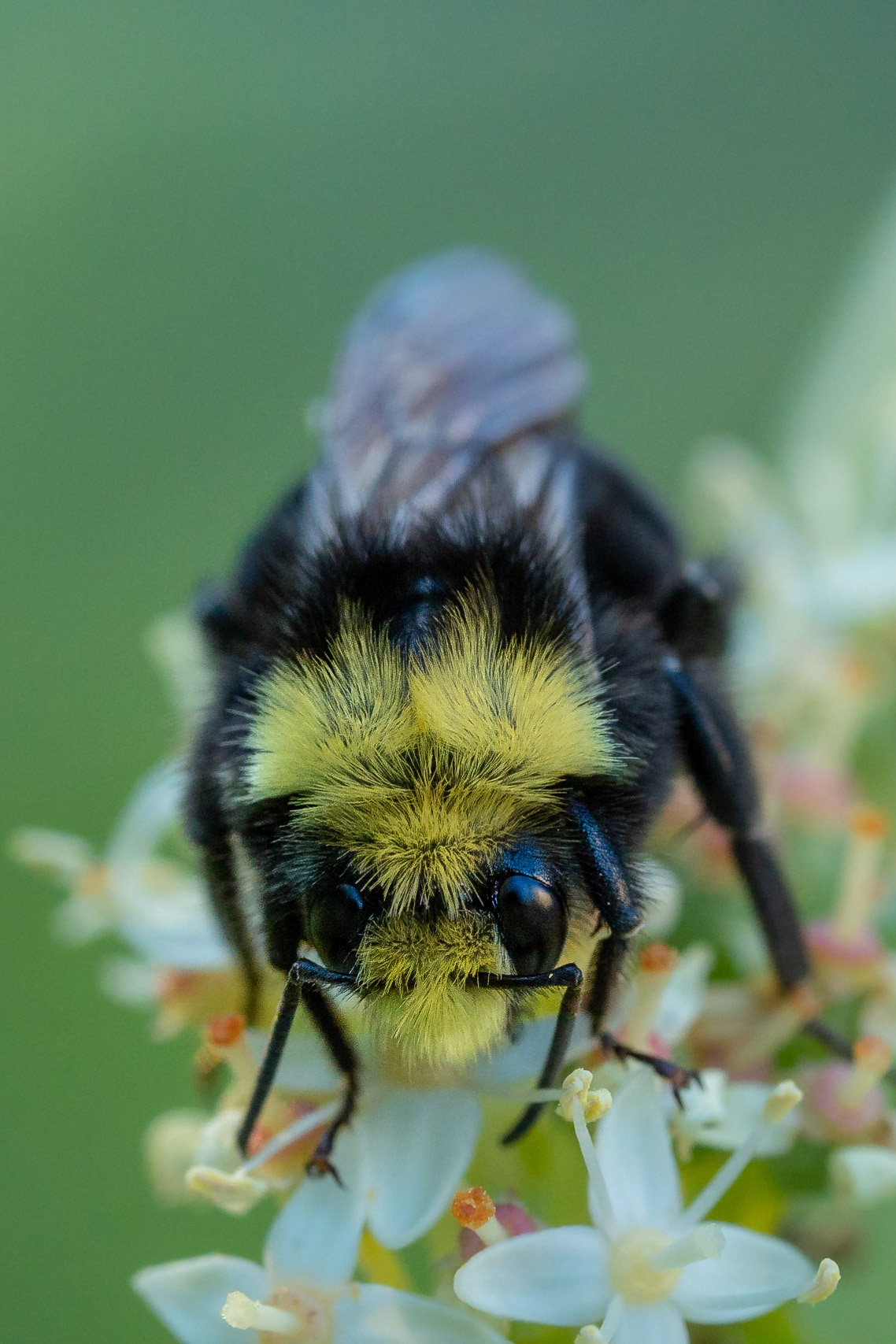The Vosnesensky Bumble Bee is also called the "yellow-faced bumble bee", and this image provides a clear view of all those yellow hairs giving the bee its name.