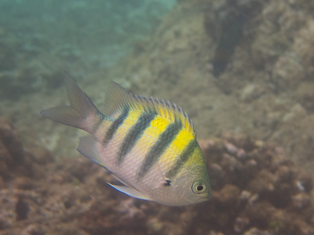 Sergeant Major Fish in Kauai