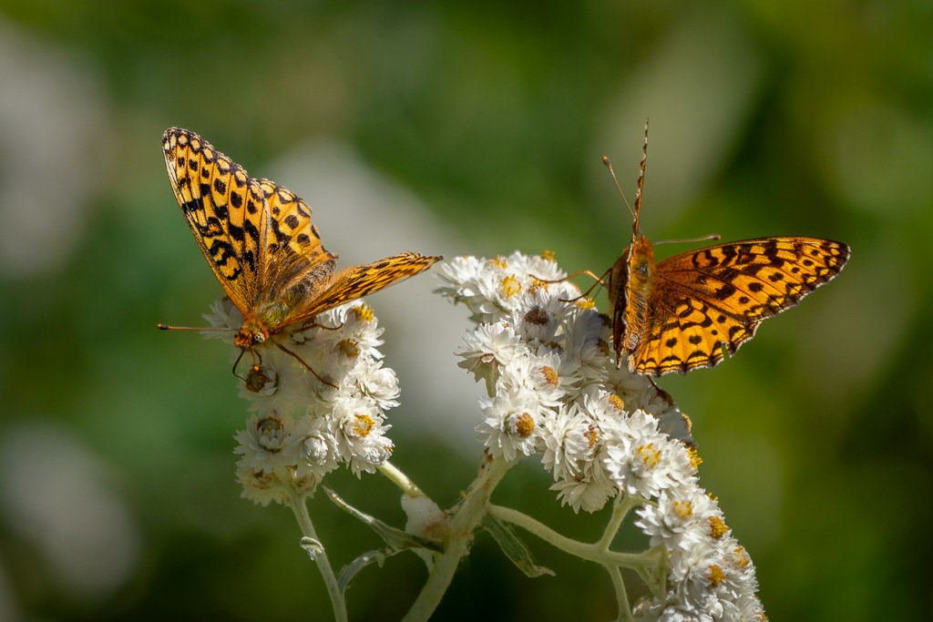 Northwestern Fritillary Butterflies