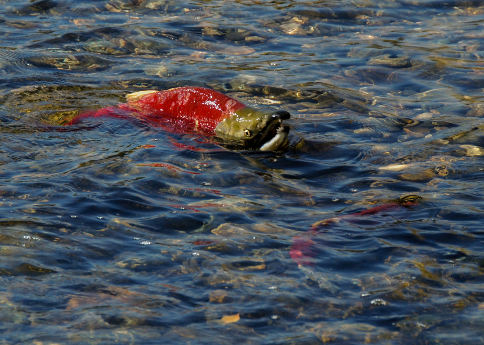 Male Sockeye in Shallow Water