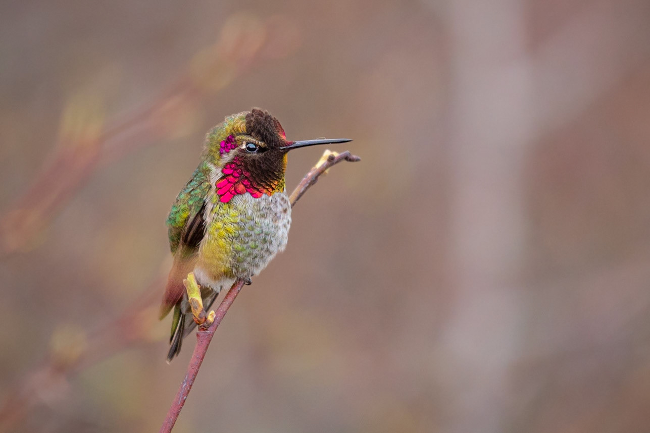 An Anna's hummingbird has perched on a twig at the edge of a coastal marsh in western Washington.