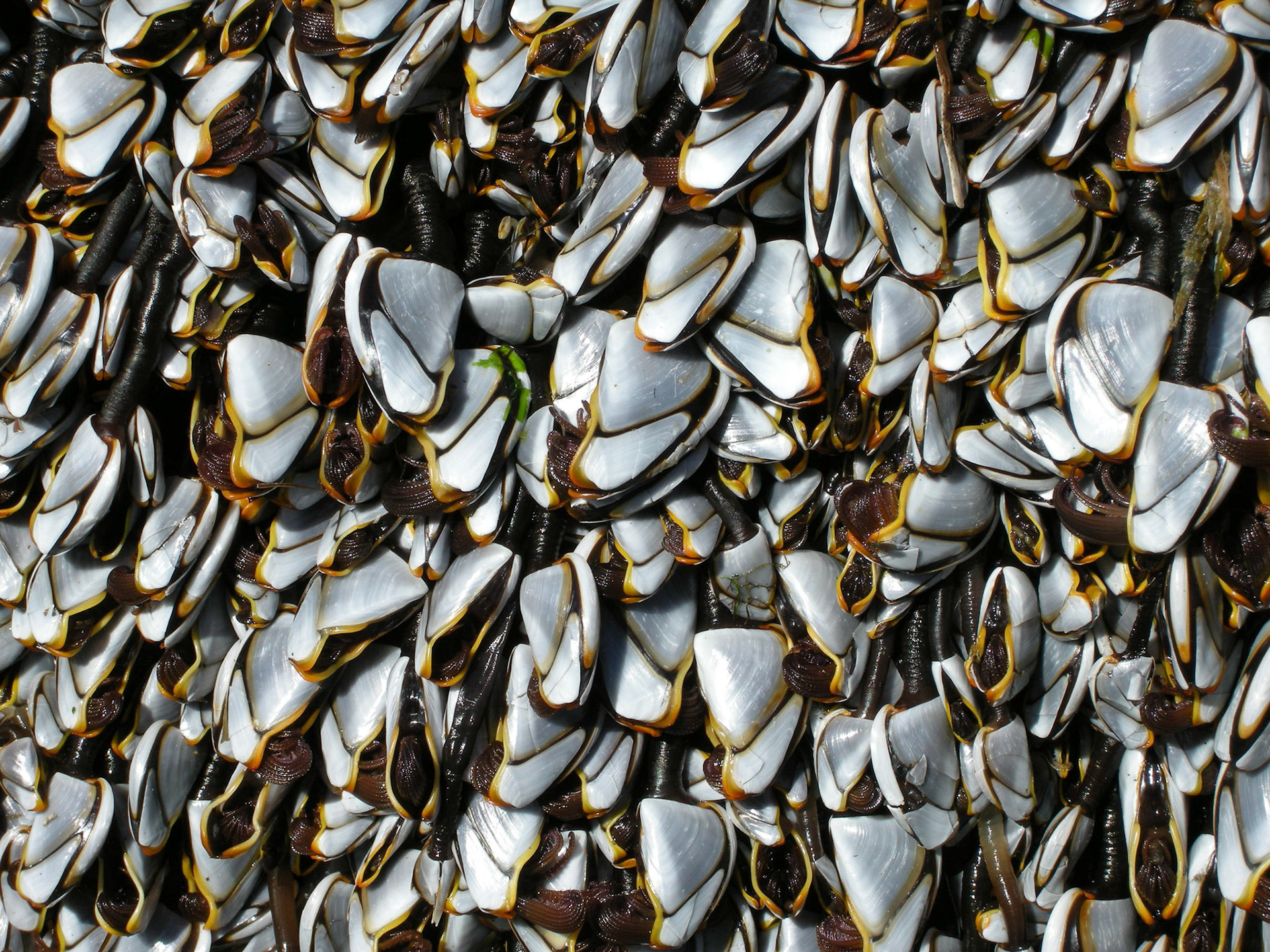 Pelagic Goose Barnacles on a Beach Log