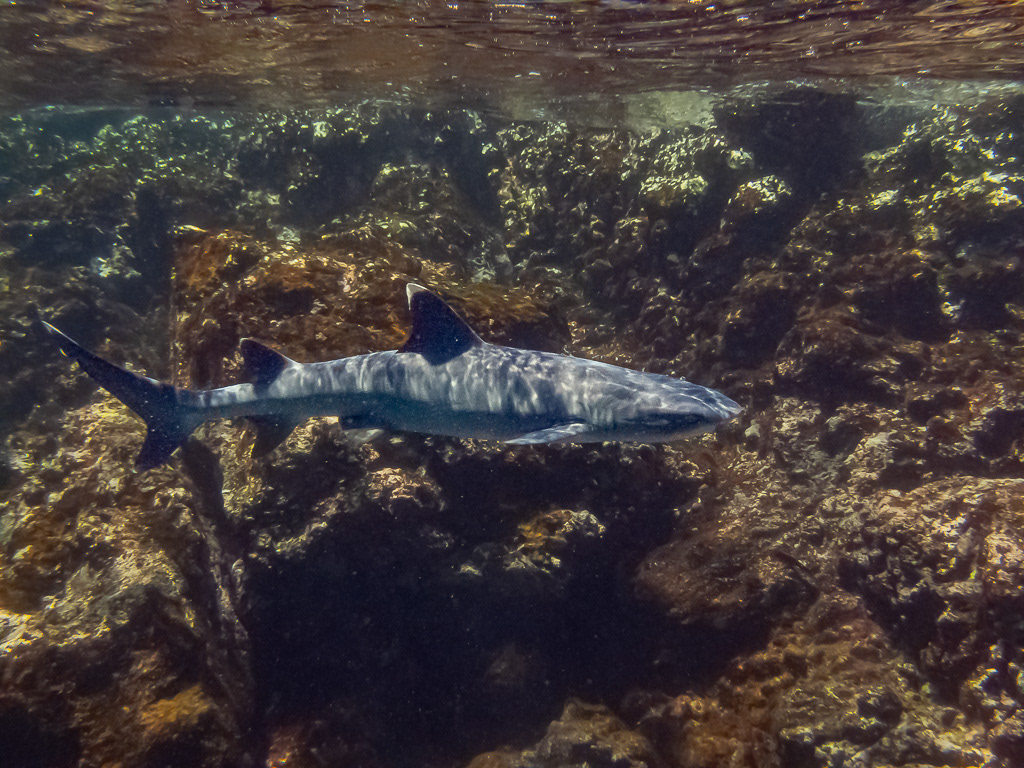 Whitetip Reef Shark in Galapagos Islands