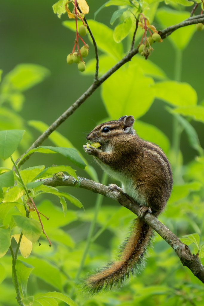 Townsend's Chipmunk with Snack