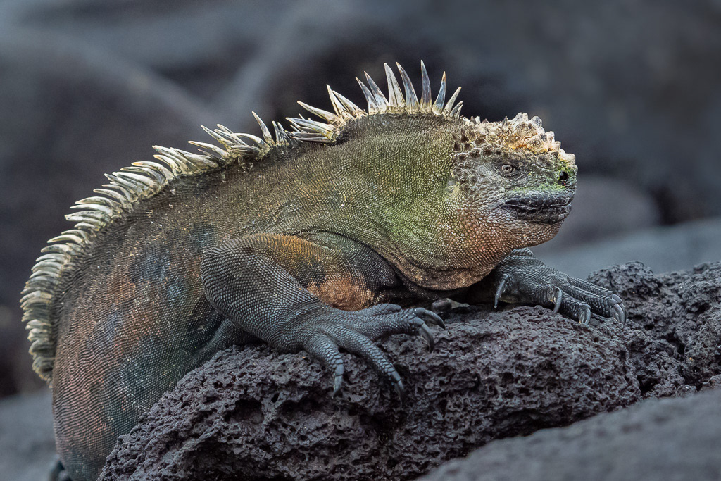 Marine Iguana on Fernandina Island of Galapagos