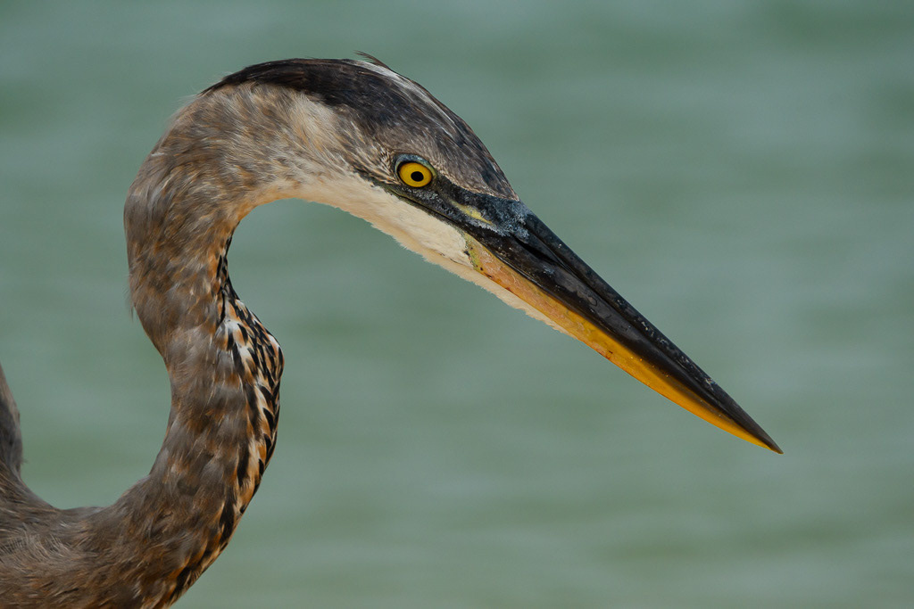 Galapagos Great Blue Heron Portrait