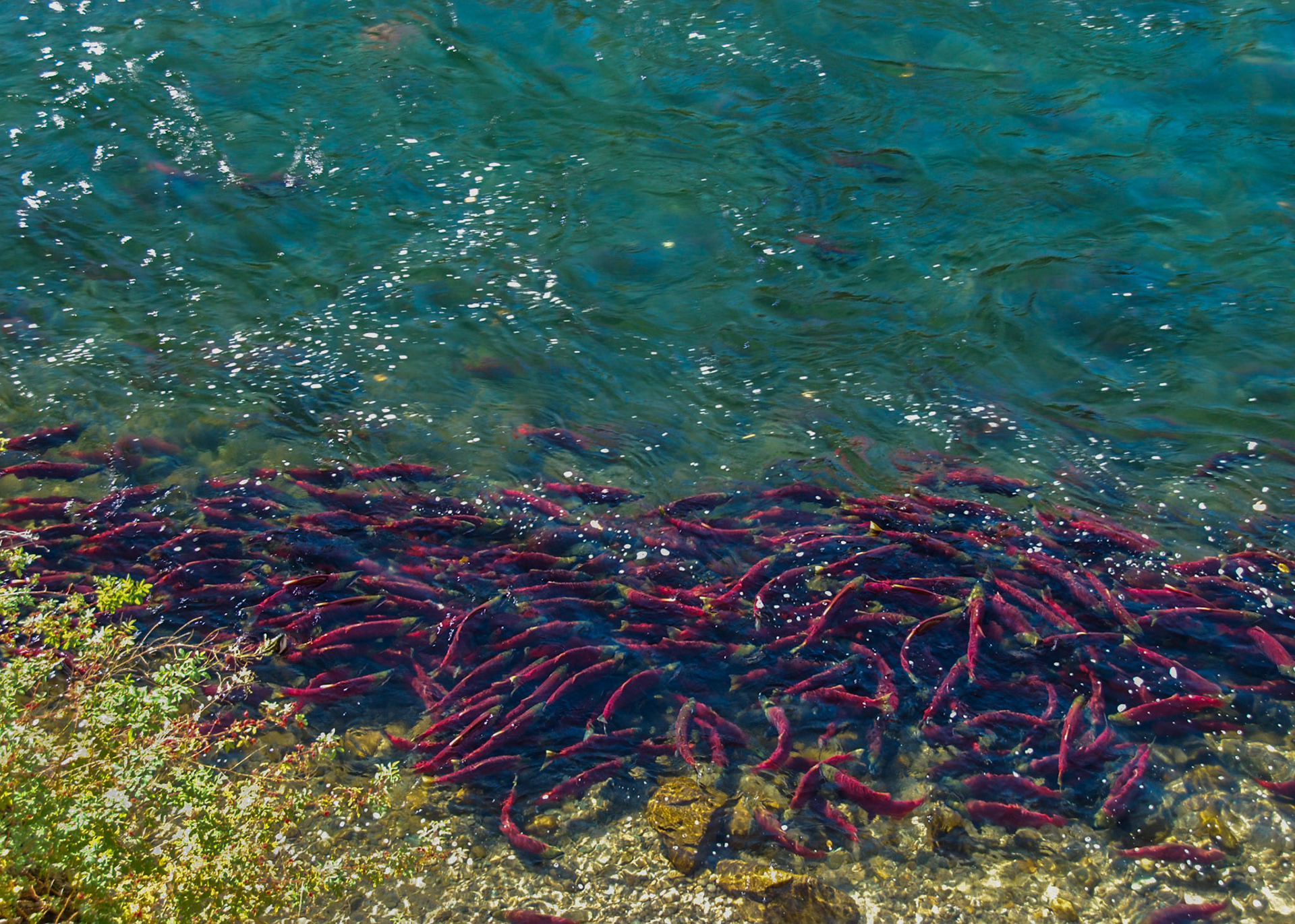 Adams River Sockeye School #4