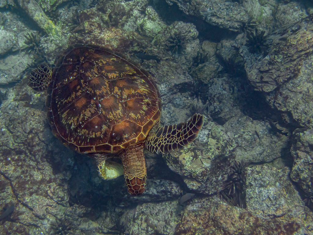 Green Sea Turtle at Rabida in Galapagos