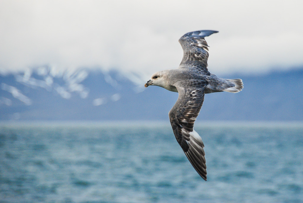 Northern Fulmar in Flight in Svalbard