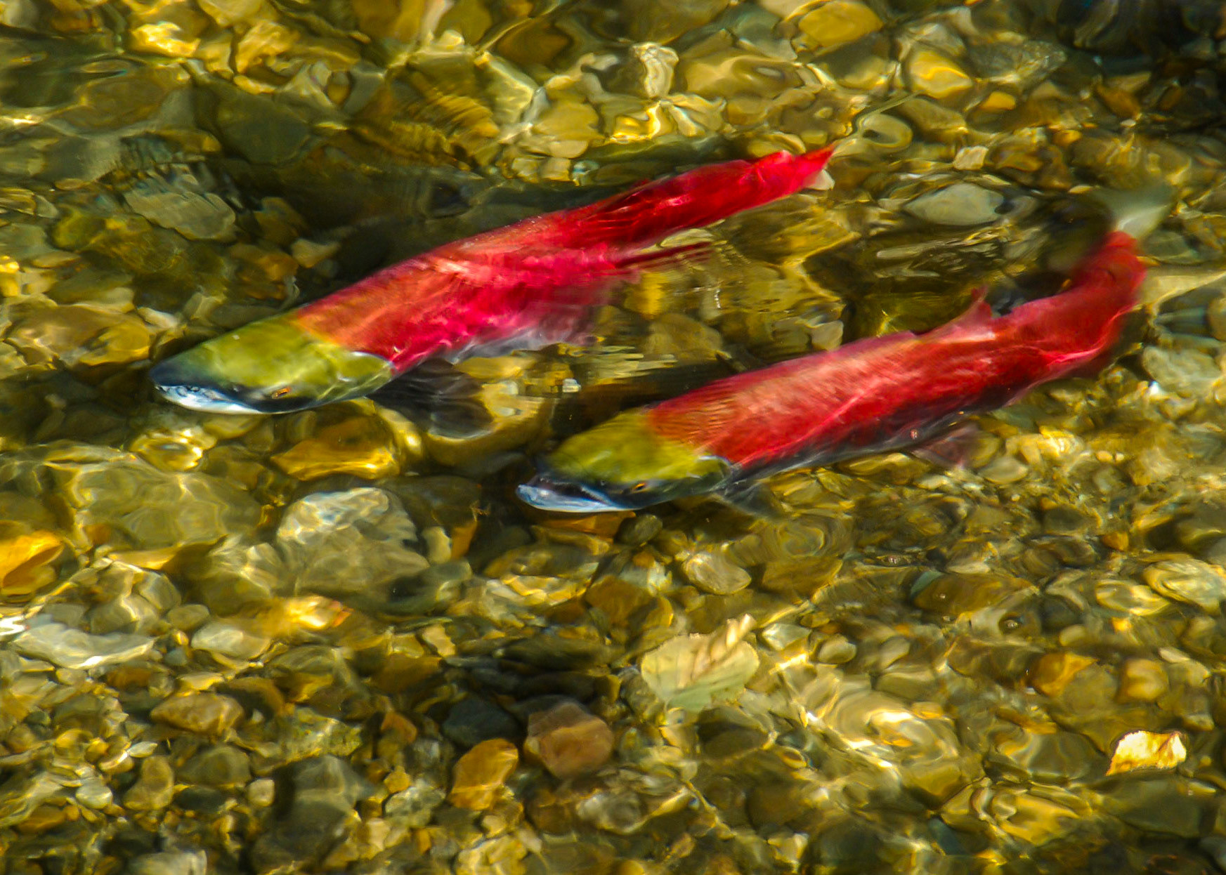 Sockeye Pair #4