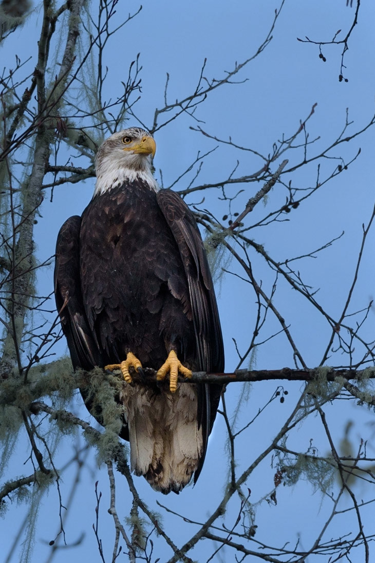 Bald Eagle Perched over Skagit River