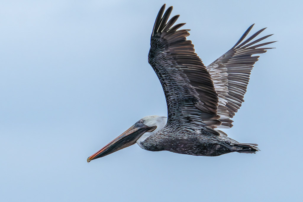 Galapagos Brown Pelican in Flight