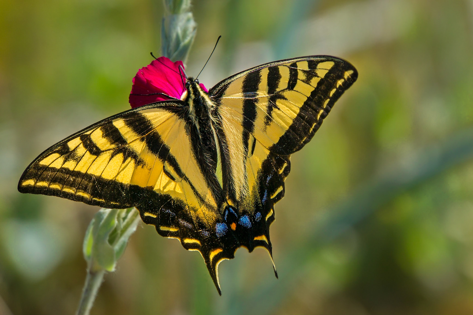 A bright yellow and black Western Tiger Swallowtail butterfly is perched with wings open on a bright pink rose campion flower.