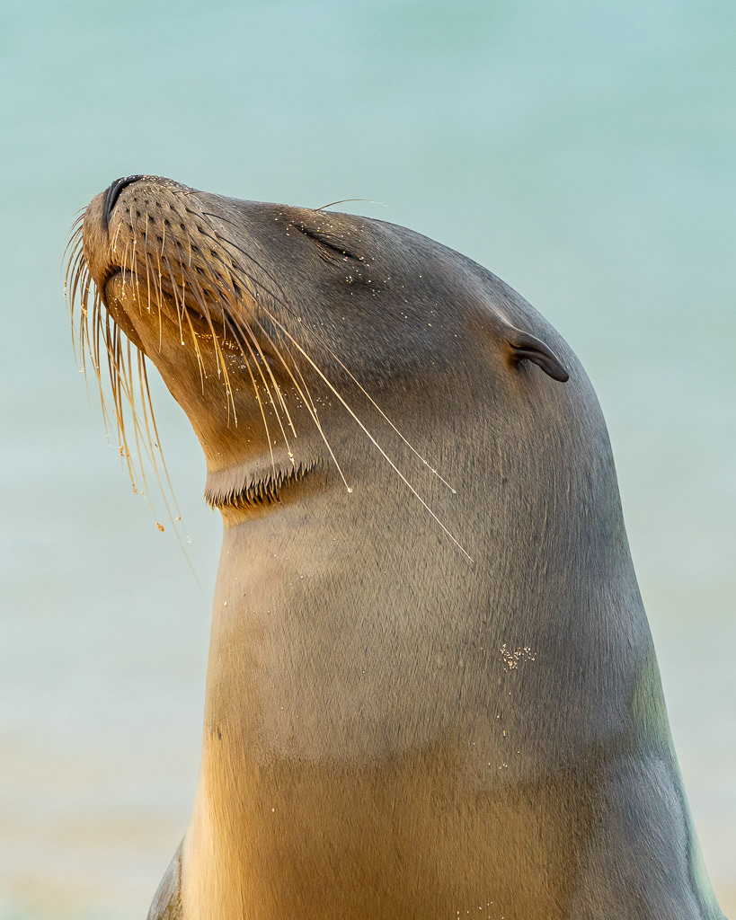 Galapagos Sea Lion