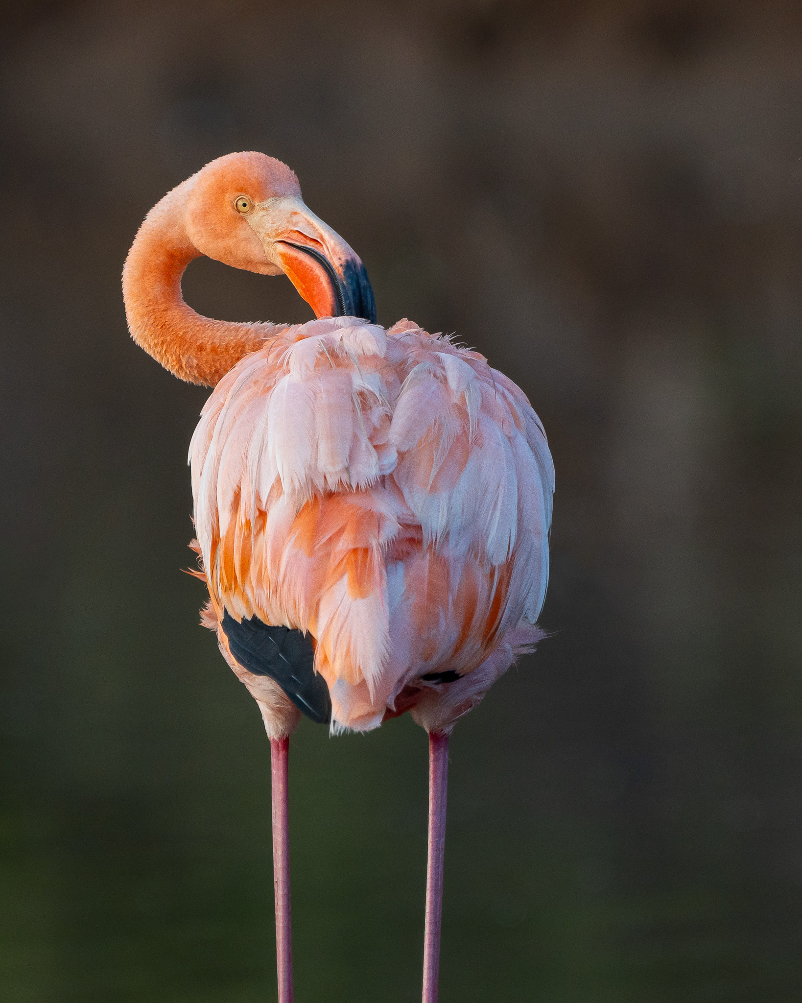 Galapagos Greater Flamingo
